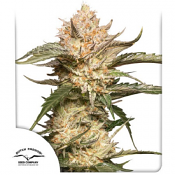 Auto Trichome and Cream - Feminized - Dutch Passion Seeds