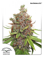 Auto Glueberry O.G.® - Feminized - Dutch Passion