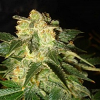 World of Seeds Pakistan Ryder Auto Feminized