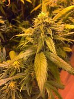 SuperCBDx Seeds White Widow x SCBDx Feminized