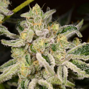 Citrus Rush - Regular - Archive Seeds