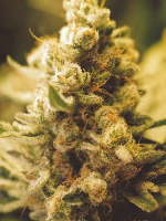 Female Seeds Lemon Kush Feminized
