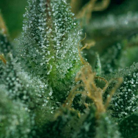 SuperCBDx Seeds Skunk #1 x SCBDx Feminized