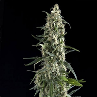 Pyramid Seeds Auto Amnesia Gold Feminized