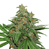 Seed Stockers Seeds AK420 Feminized