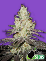 Bomb Seeds Killer Purps Feminized