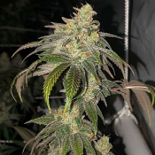 Sour Garlic Bud - Regular - Mosca Seeds