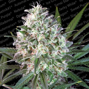 Space Cookies - Feminized - Paradise Seeds