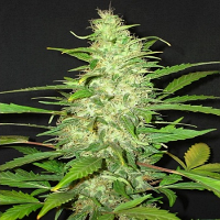 Bulk Seeds Auto Diesel x Auto Blueberry Feminized