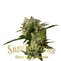 Ibiza Farmer's - Feminized - Super Strains