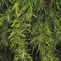 Kush Cannabis Seeds Afghani Kush Feminized