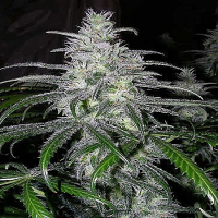 Bulk Seeds Black Domina x New York Diesel Feminised