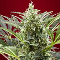 Sweet Seeds Cream 47 Feminized