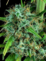 Serious Seeds Serious 6 Feminized