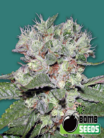 Bomb Seeds CBD Bomb Feminized