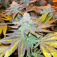 Flavour Chasers Seeds Zkittlez Glue Feminized