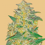 Original Auto AK - Feminized - Fast Buds