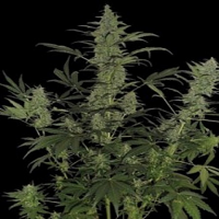 60 Day Lemon Auto – Feminized – DNA Genetics