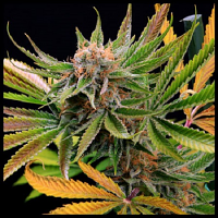 Mother's Tongue - Regular - TGA Subcool Seeds Jinxproof Genetics