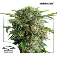 Auto Daiquiri Lime® - Feminized - Dutch Passion