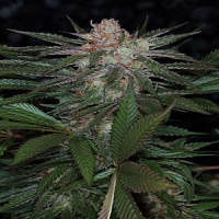 TGA Subcool Seeds The Void Regular