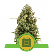 2025 Cannabis Seed Collection - Diesel Automatic - Feminized