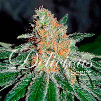 Delicious Seeds CBD Jam Feminized