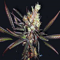 Soma Seeds Soma Salad Regular