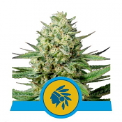 Tatanka Pure CBD - Feminized - Royal Queen Seeds