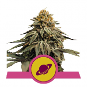 Royal Skywalker - Feminized - Royal Queen Seeds