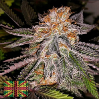 Connoisseur Genetics Seeds Strawberry Cookies Feminized