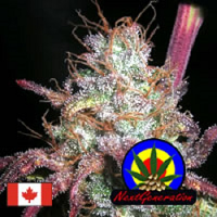 Next Generation Seeds Romulan Regular