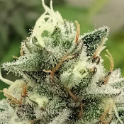 Blowrange - Feminized - Grateful Seeds