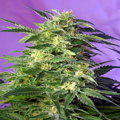 Killer Kush Auto - Feminized - Sweet Seeds