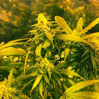 SuperCBDx Seeds Super Silver Haze x SCBDx Feminized