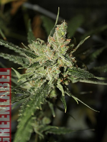 Green Label Seeds Automatic Amnesia Feminized