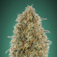 Gorilla Blue - Feminized - Advanced Seeds