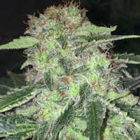 T.H.Seeds LA S.A.G.E. CBD Feminized