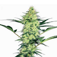 White Label Seed Company White Diesel Feminized