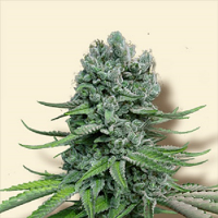 Bulk Seeds Auto Super Skunk Feminized
