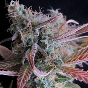 Raspberry Cough Auto - Feminized - Nirvana Seeds