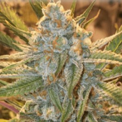 GOLD LINE Dream Cookies - Regular - Purple Caper Seeds