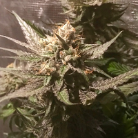 Pot Valley Seeds Sour Moonfire Feminized