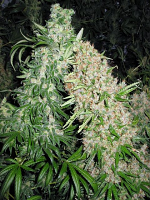 Female Seeds Skunk Special Feminized