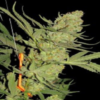 Seedism Seeds Elvis Feminized