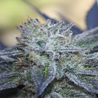 Ripper Seeds Washing Machine Feminized