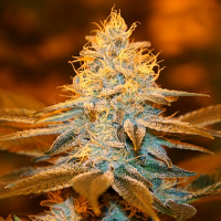 T.H.Seeds Strawberry Glue Feminized