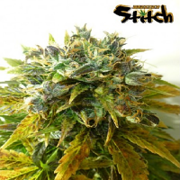 Flash Seeds Stardust Auto Feminized
