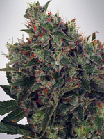 Ministry of Cannabis Seeds Ultra White Amnesia Feminised