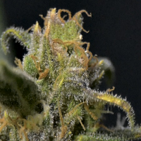 CBD Seeds Auto Northern Feminised